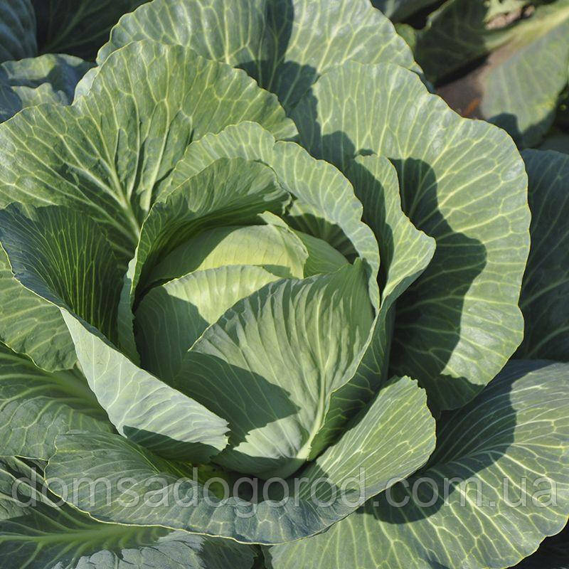 Капуста білокачанна Золтан F1 Хазера | Zoltan F1 Hazera ( 1.75-2.00 ) 2500 н