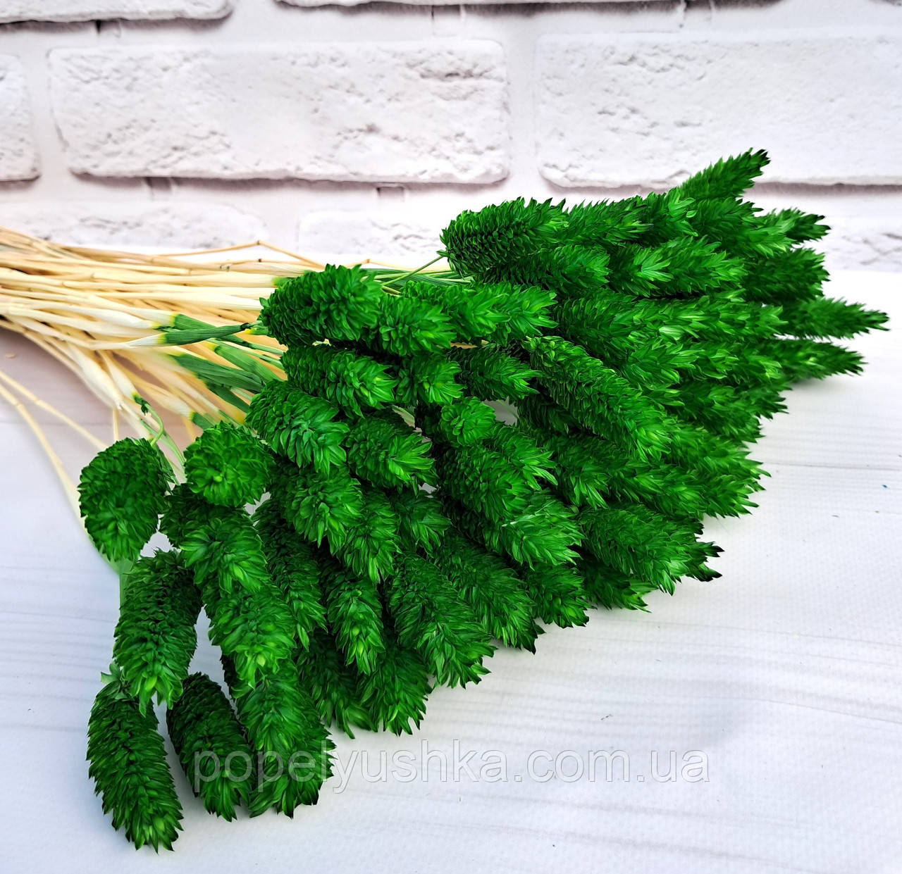 Фаляріс натуральний зелений, фото 1