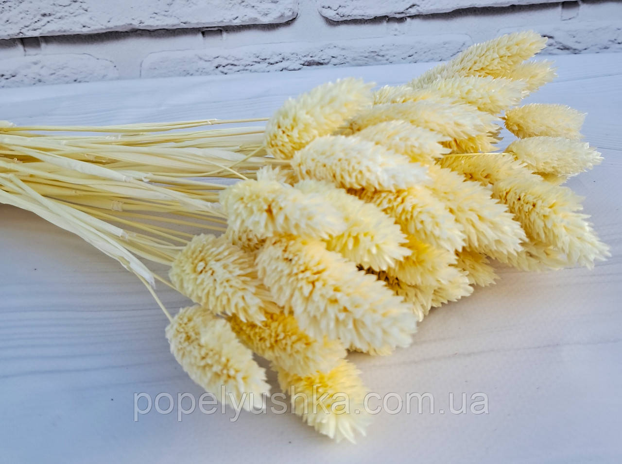 Фаляріс вибілений молочний