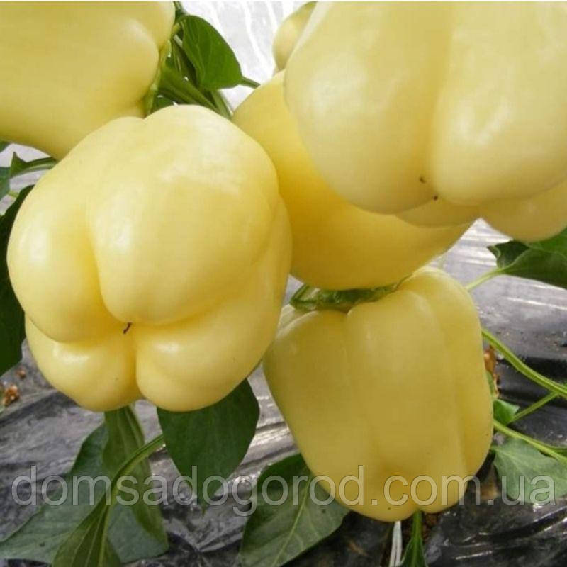 Перець Діадема F1 Іннова Сідс | Diadema F1 Innova Seeds 100 н