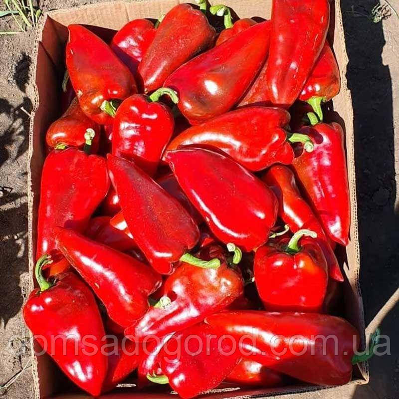 Перець Навігатор F1 Іннова Сідс | Navigator F1 Innova Seeds 1000 шт