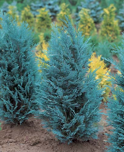 Кипарисовик Лавсона Pelt's Blue 80-100см, Кипарисовик Лавсона Пельтс Блю Chamaecyparis lawsoniana Pelt's Blue