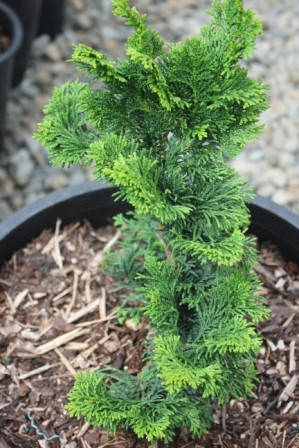 Кипарисовик тупий Contorta 3 річний, Кипарисовик тупий Конторта, Chamaecyparis obtusa Contorta, фото 3