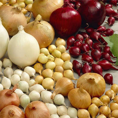 Цибуля саджанка