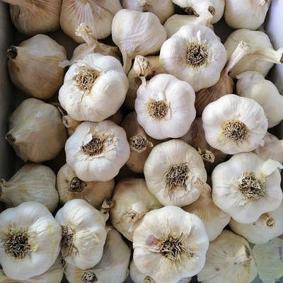 Озимий часник