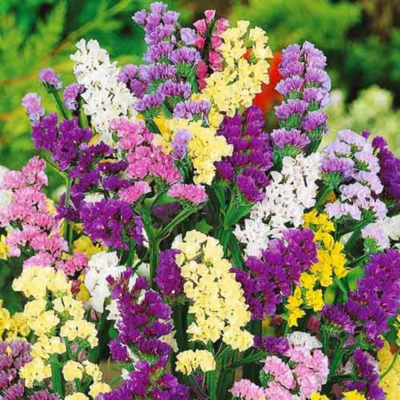 Насіння квітів Голландія, Німеччина, Італія, Польща