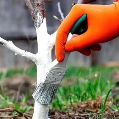 Білила садові