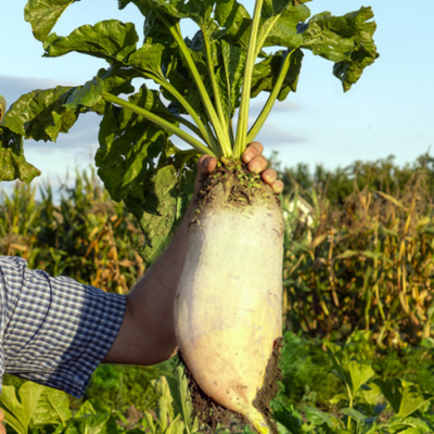 Кормовий буряк