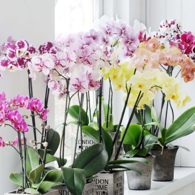 Все для орхідей та кімнатних рослин