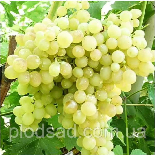 Виноград Кишмиш Спартанець