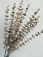 Гілки платинового евкаліпта. Евкаліпт платина ( Гілка на п'ять розгалужень 86 см), фото 2