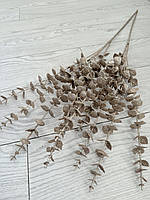 Гілки платинового евкаліпта. Евкаліпт платина ( Гілка на п'ять розгалужень 86 см), фото 3