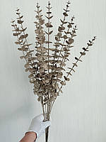 Гілки платинового евкаліпта. Евкаліпт платина ( Гілка на п'ять розгалужень 86 см), фото 9