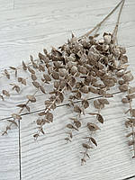 Гілки платинового евкаліпта. Евкаліпт платина ( Гілка на п'ять розгалужень 86 см), фото 6