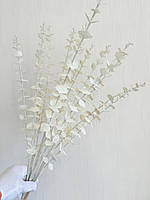 Гілки білого перламутрового евкаліпта. Евкаліпт білий перламутр ( Гілка на п'ять розгалужень 86 см), фото 8
