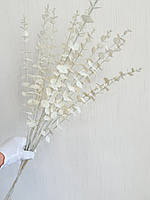 Гілки білого перламутрового евкаліпта. Евкаліпт білий перламутр ( Гілка на п'ять розгалужень 86 см), фото 2