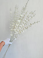 Гілки білого перламутрового евкаліпта. Евкаліпт білий перламутр ( Гілка на п'ять розгалужень 86 см), фото 6