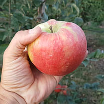 Яблуня сорт Хоней Крісп (Honey Crisp) замова, фото 2