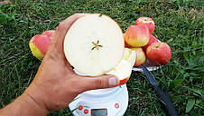 Яблуня сорт Хоней Крісп (Honey Crisp) замова, фото 3