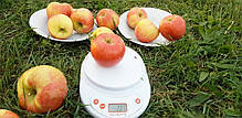 Яблуня сорт Хоней Крісп (Honey Crisp) замова, фото 4