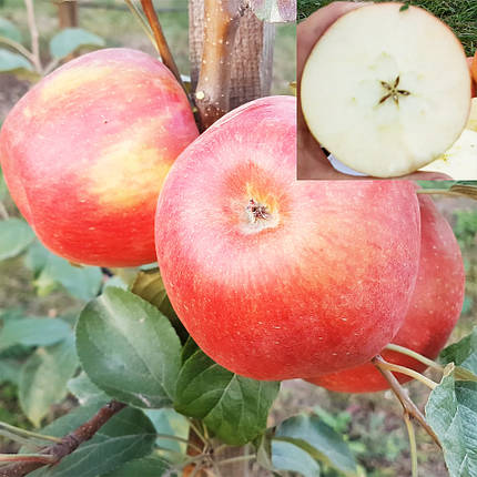 Яблуня сорт Хоней Крісп (Honey Crisp) замова, фото 1