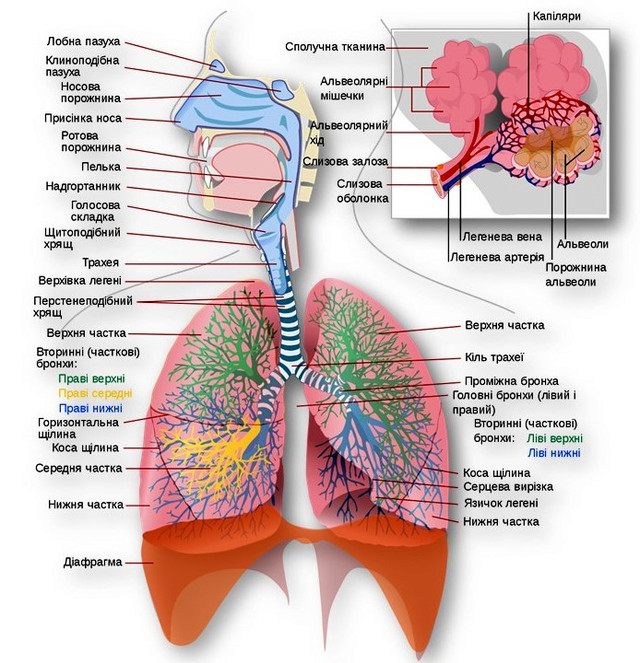 Дихальна система 