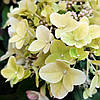 Гортензія Металіка / С1,5 / Hydrangea paniculata Metallica, фото 8