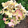 Гортензія Металіка / С1,5 / Hydrangea paniculata Metallica, фото 10
