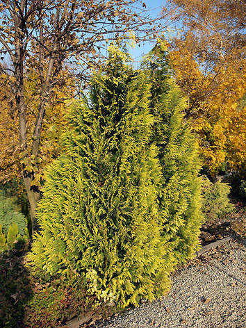 Кипарисовик Лавсона Golden Wonder 3 річний, Кипарисовик Лавсона Голден Вондер, Chamaecyparis Golden Wonder, фото 1