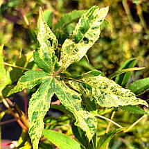 Клен японський Юкігімо / h 40-60 / Acer palmatum Ukigumo, фото 5