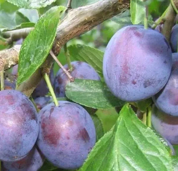 Слива Каліфорнія Блю (Однорічний, ОКС)