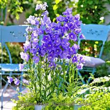 Дзвіночок персиколистний, фото 1