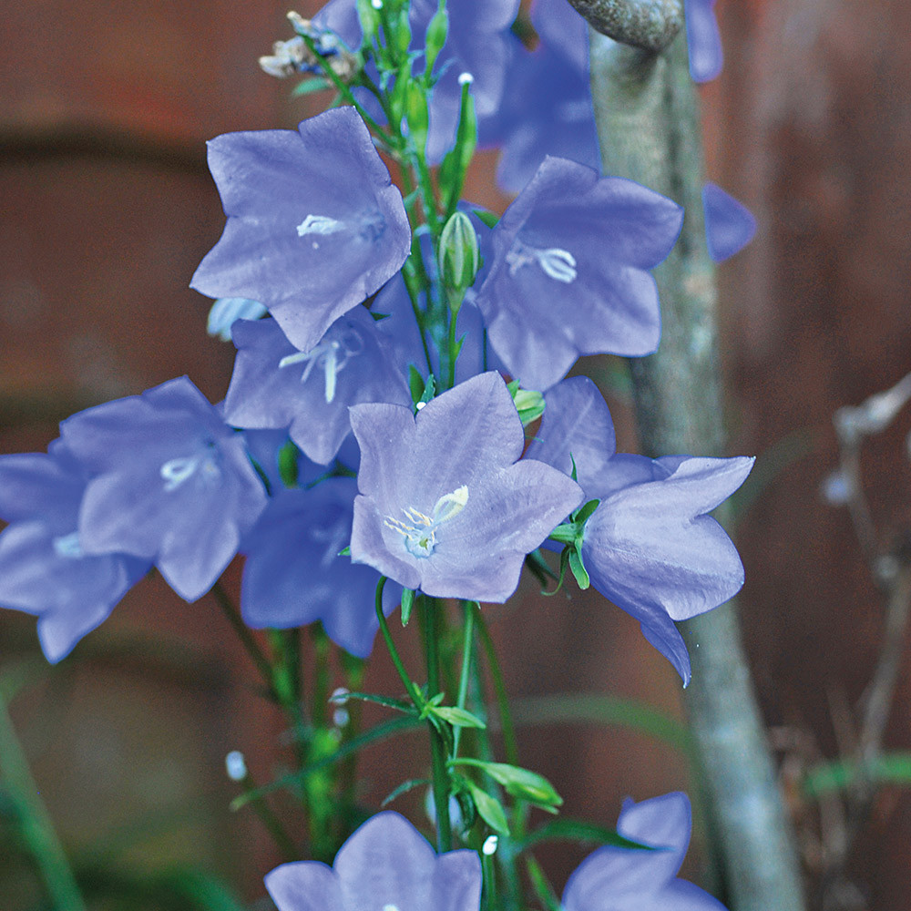 Campanula baby blue, фото 1