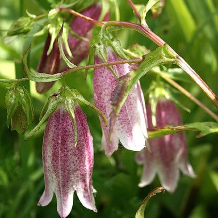 Дзвіночок точковий, фото 1