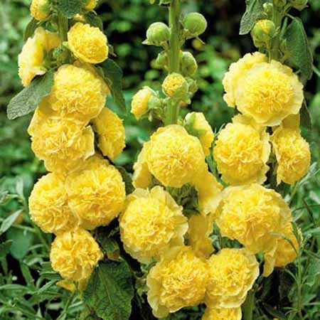 Мальва желтая, фото 1