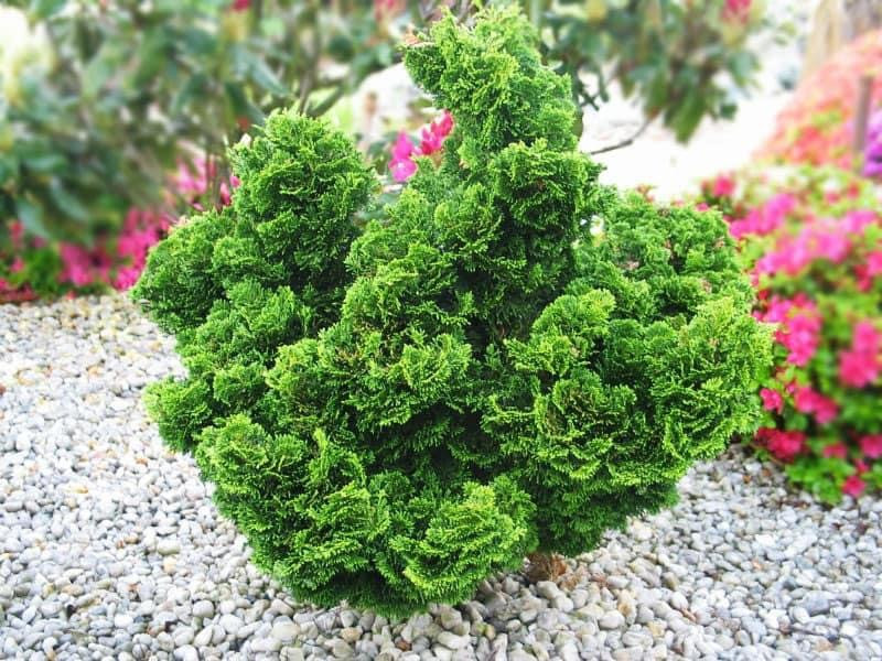 Chamaecyparis obtusa 'Nana Gracilis»