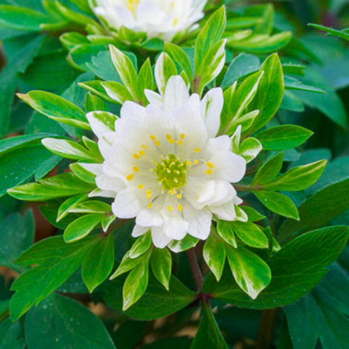 Анемона bracteata pleniflora