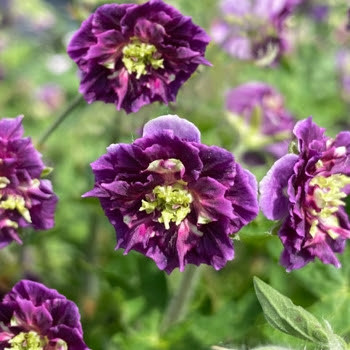 Geranium Joseph Green, фото 1