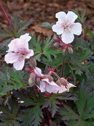 Geranium Joseph Green, фото 1