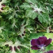 Geranium spring time, фото 1