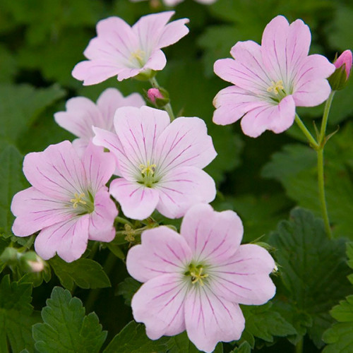 Geranium країна мрій, фото 1