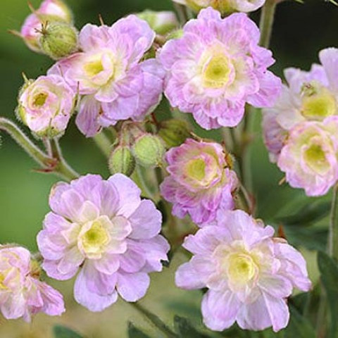 Geranium summer skies, фото 1