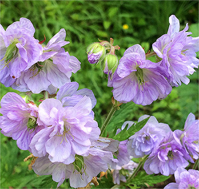 Geranium cloud nine, фото 1