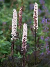 Cimicifuga pink spike, фото 1