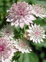 Astrantia roma, фото 1