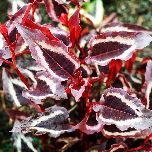 Горець ред дракон, фото 1