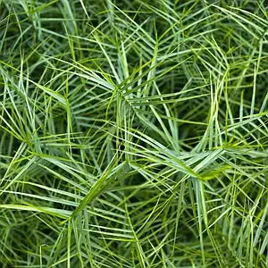 Осока трироздільна рекою санрайз, фото 1