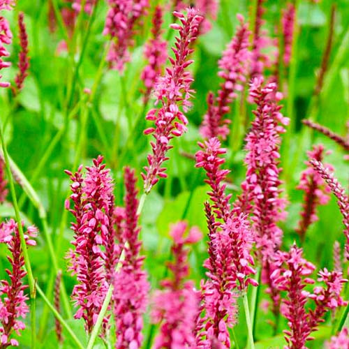 Персикарія speciosa, фото 1