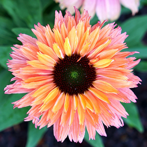 Ехінацея Rainbow, фото 1