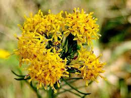 Astra linosyris, фото 1